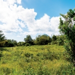 RESIDENTIAL land is located in River Doree, Choiseul.
