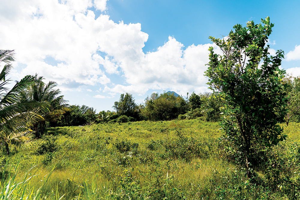 RESIDENTIAL land is located in River Doree, Choiseul.